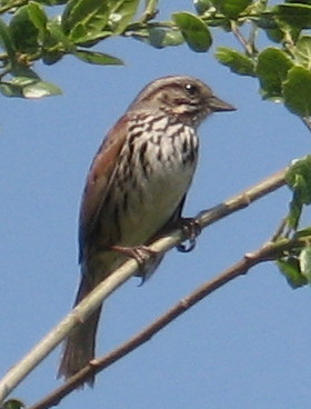 [Song sparrow]