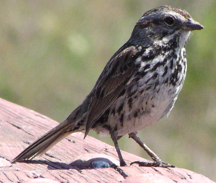 [Song sparrow]