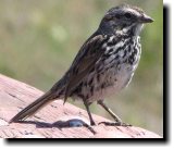 [ Song sparrow ]