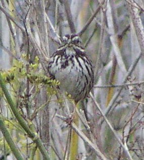 [Song sparrow]