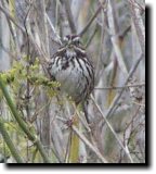 [ Song sparrow ]