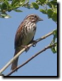 [ Song sparrow ]