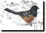 [ Spotted towhee ]