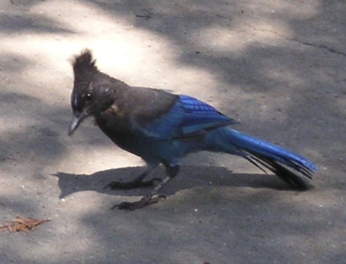 [Steller's jay]