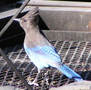 [Steller's jay]