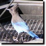 [ Steller's jay ]