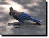 [ Steller's jay ]