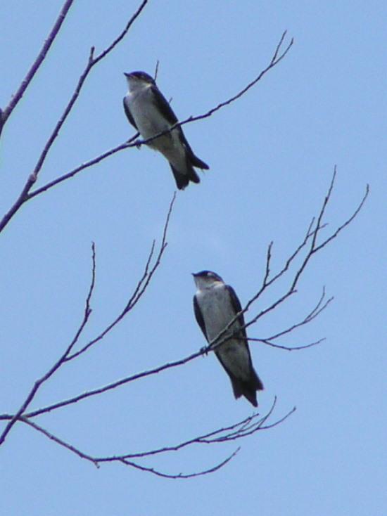 [Violet-green swallow]