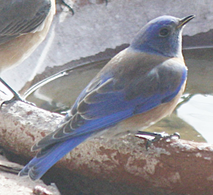 [Western bluebird]