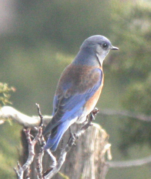 [Western bluebird]