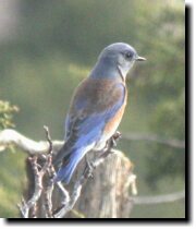 [ Western bluebird ]