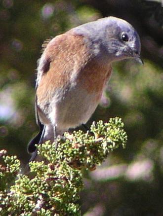 [Western bluebird]