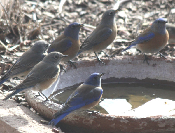 [Western bluebird]