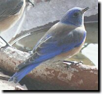 [ Western bluebird ]