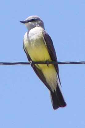 [Western kingbird]