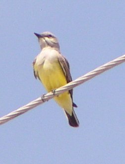 [Western kingbird]