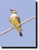 [ Western kingbird ]