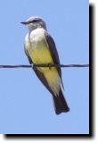 [ Western kingbird ]