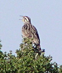 [Western meadowlark]