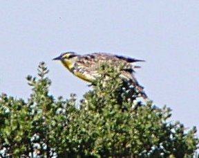 [Western meadowlark]