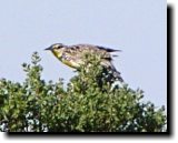 [ Western meadowlark ]