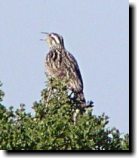 [ Western meadowlark ]