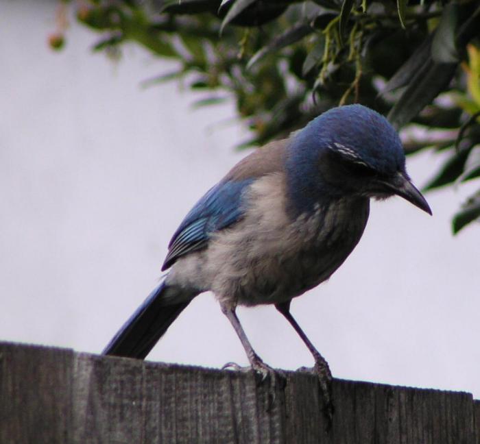 [California jay (Scrub jay)]