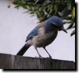 [ California jay (Scrub jay) ]