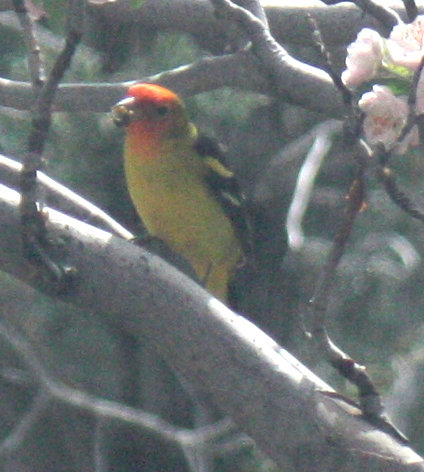 [Western tanager]