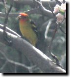 [ Western tanager ]