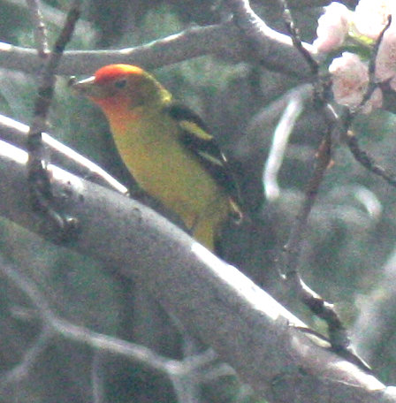 [Western tanager]