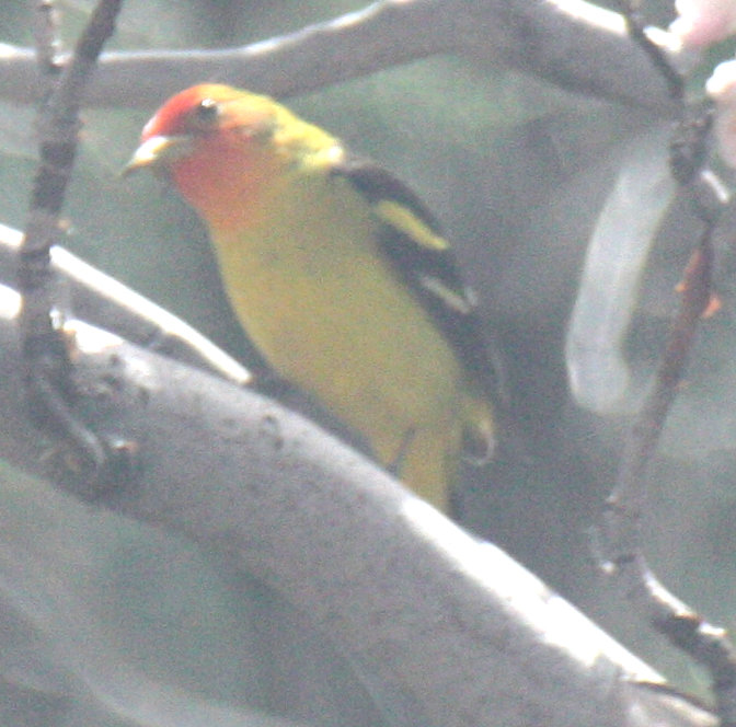 [Western tanager]