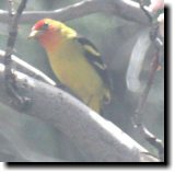 [ Western tanager ]