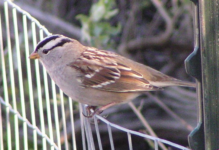 [White-crowned sparrow]