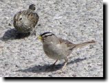 [ White-crowned sparrow ]