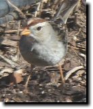 [ White-crowned sparrow ]