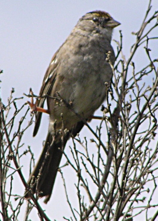 [White-throated sparrow]