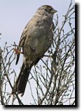 [ White-throated sparrow ]