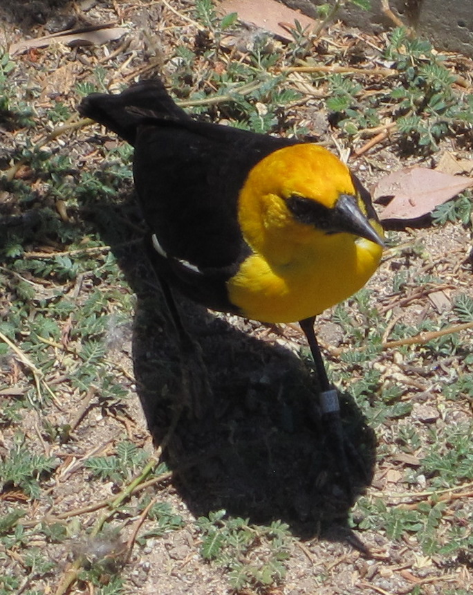 [Yellow-headed blackbird]