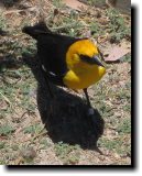 [ Yellow-headed blackbird ]