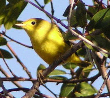 [Yellow warbler]