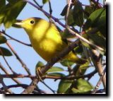 [ Yellow warbler ]