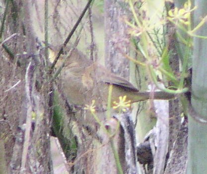 [Yellowthroat]