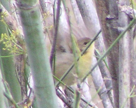 [Yellowthroat]