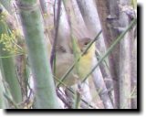 [ Yellowthroat ]