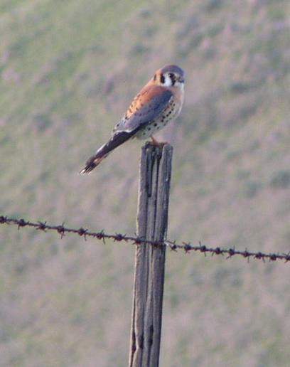 [American kestrel]