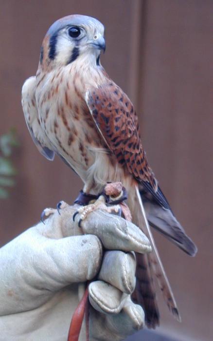[American kestrel]