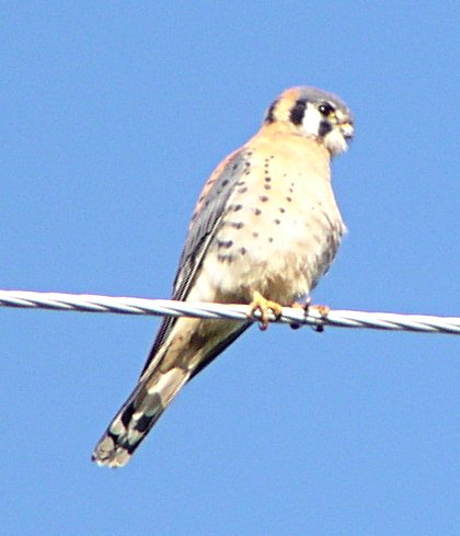 [American kestrel]