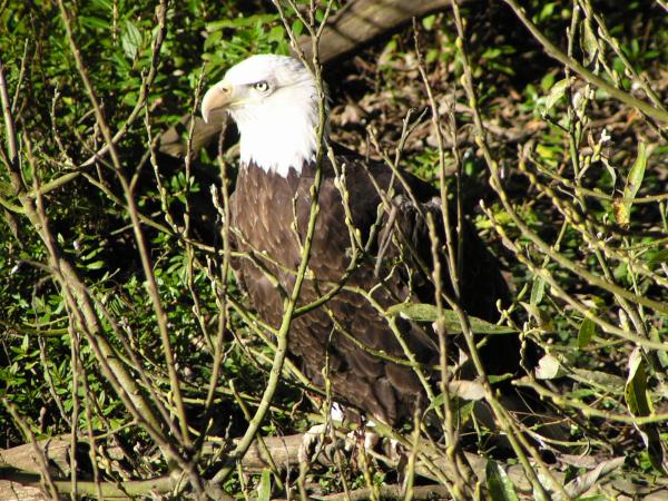 [Bald eagle]