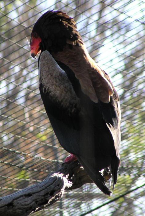 [Bateleur eagle (zoo)]